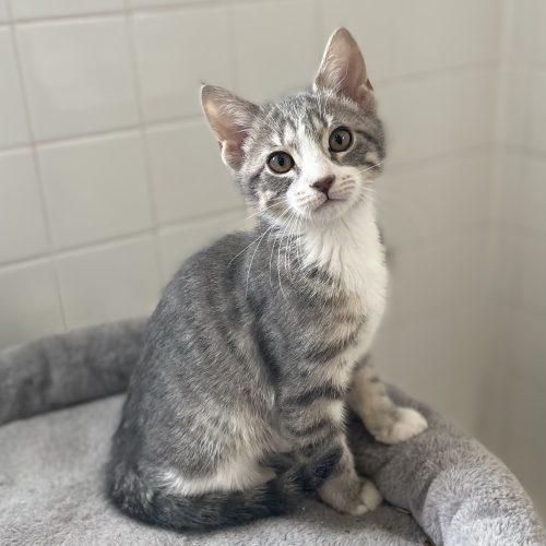 Enlarge Hutch, a Adoptable mixed breed in Knoxville, TN image 5/5