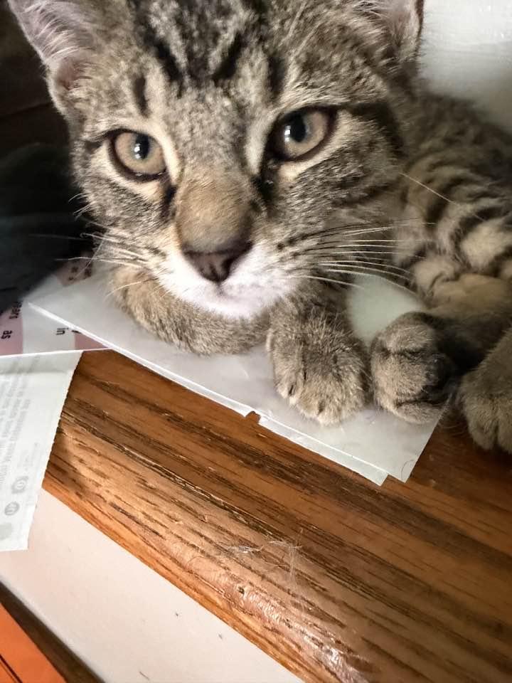 Enlarge Jethro, an adopted Domestic Short Hair in Cleveland, OH image 2/6