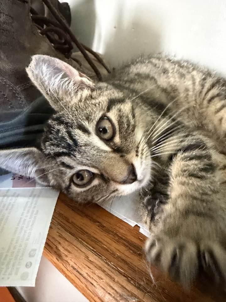 Enlarge Jethro, an adopted Domestic Short Hair in Cleveland, OH image 5/6