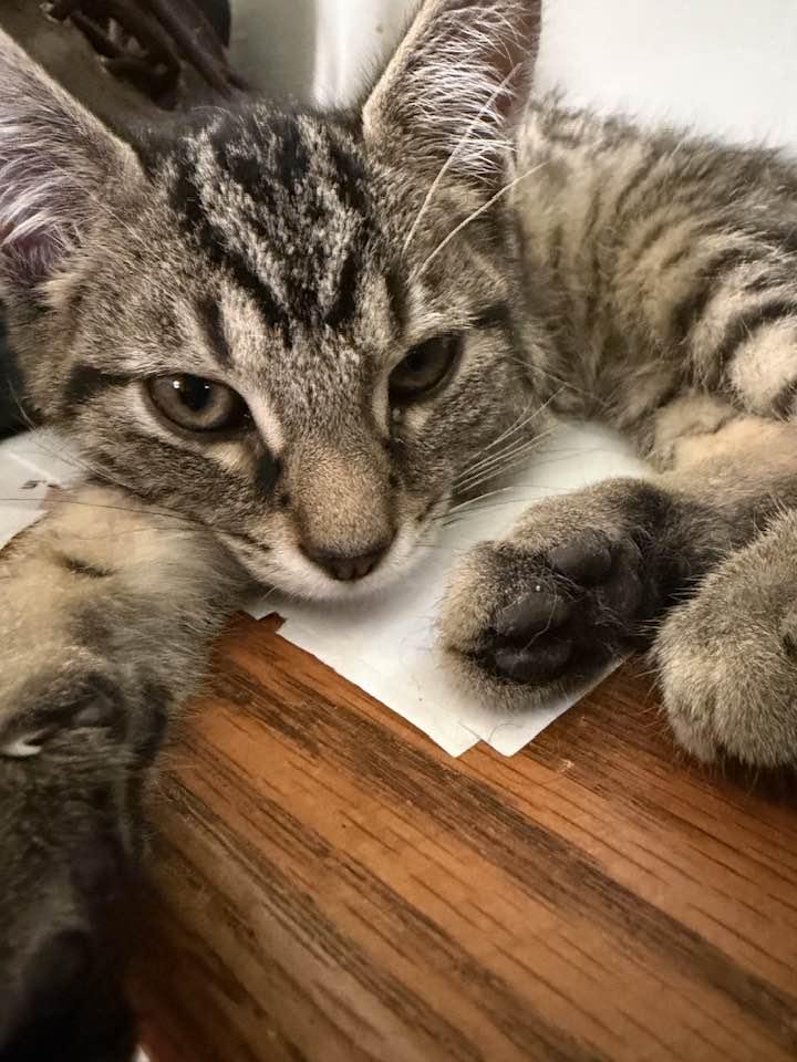 Jethro, adopted, Kitten Male Domestic Short Hair.