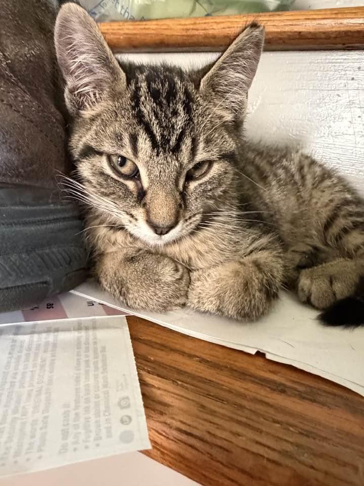 Enlarge Jethro, an adopted Domestic Short Hair in Cleveland, OH image 3/6