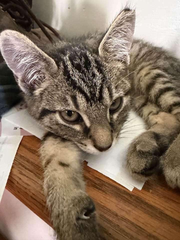 Enlarge Jethro, an adopted Domestic Short Hair in Cleveland, OH image 4/6
