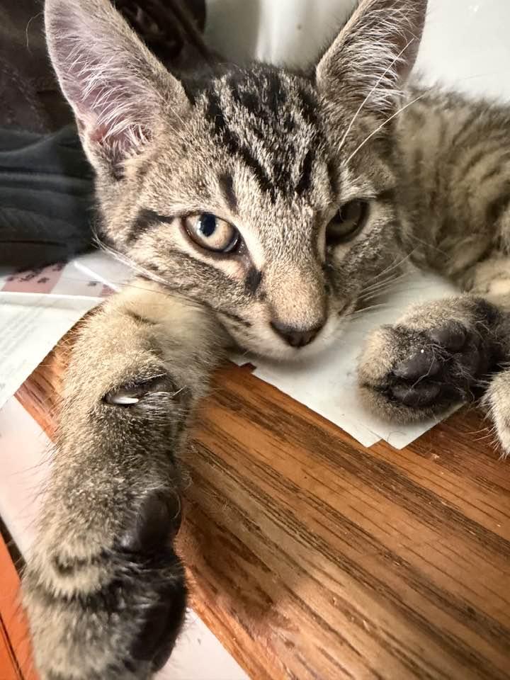 Enlarge Jethro, an adopted Domestic Short Hair in Cleveland, OH image 6/6