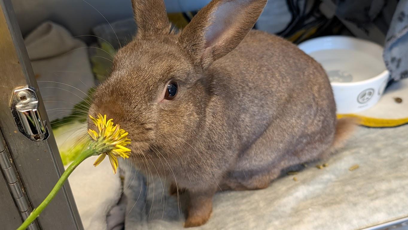 Enlarge Benito, a ADOPTABLE Bunny Rabbit in Coquitlam, BC image 1/2