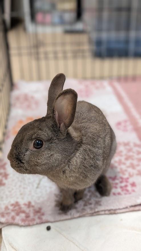 Enlarge Benito, a ADOPTABLE Bunny Rabbit in Coquitlam, BC image 2/2
