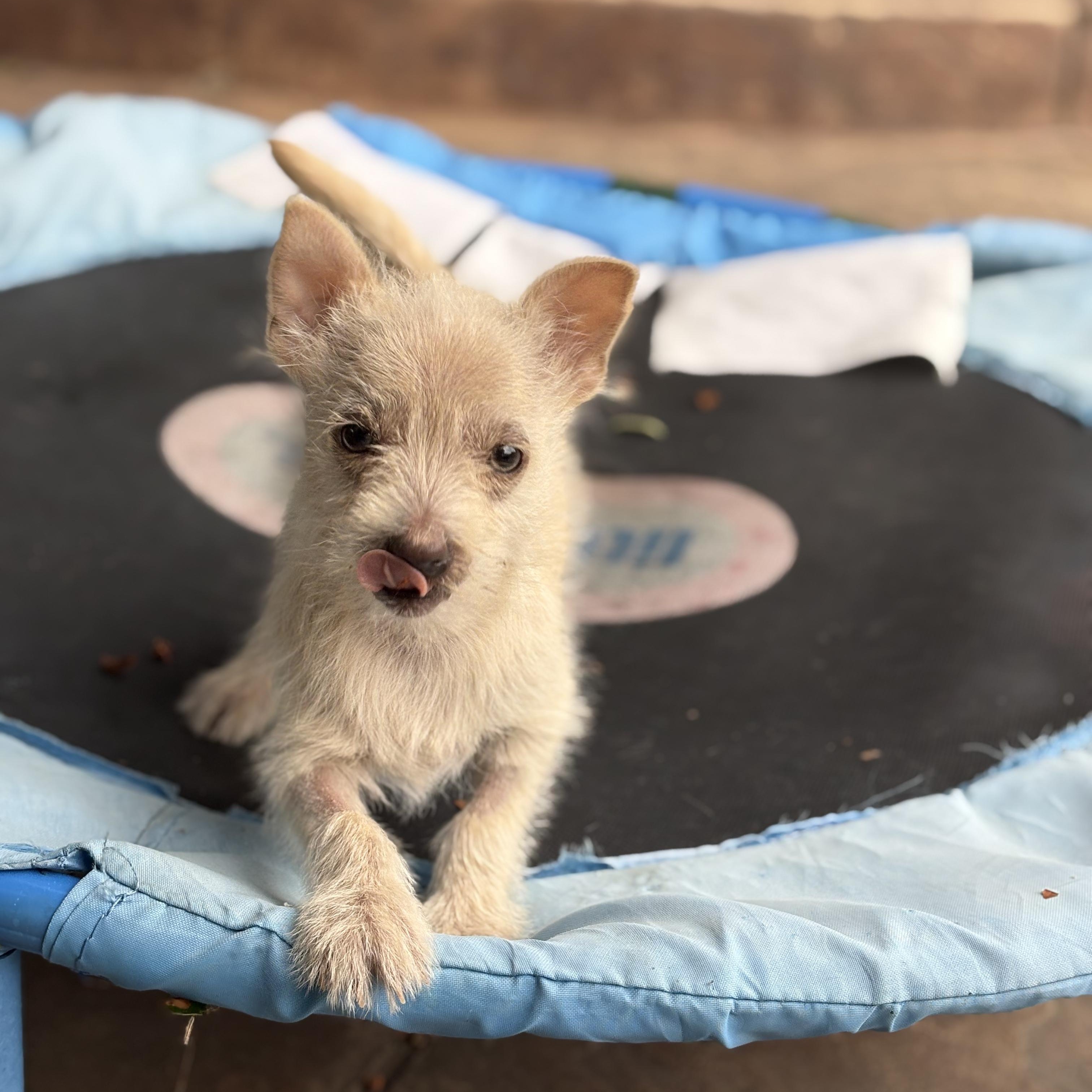 Tiny Tim thumbnail 2