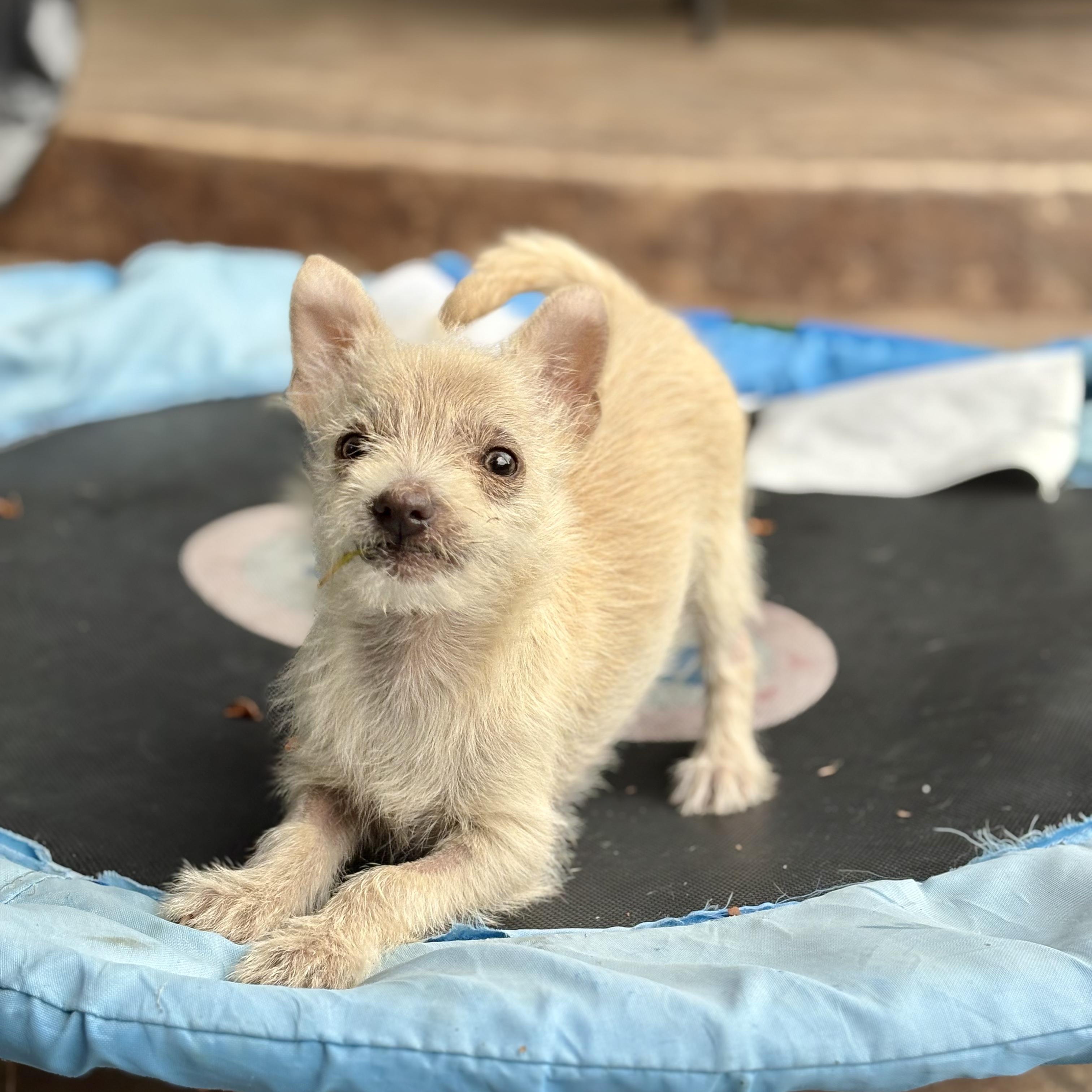 Tiny Tim thumbnail 5