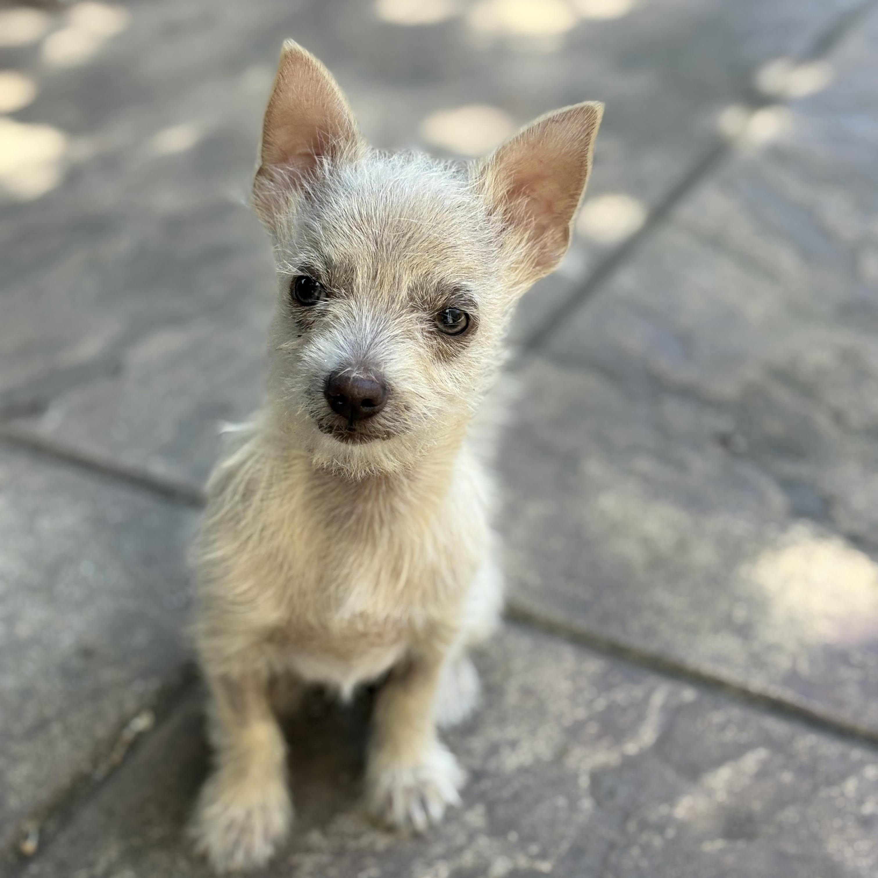 Tiny Tim thumbnail 3