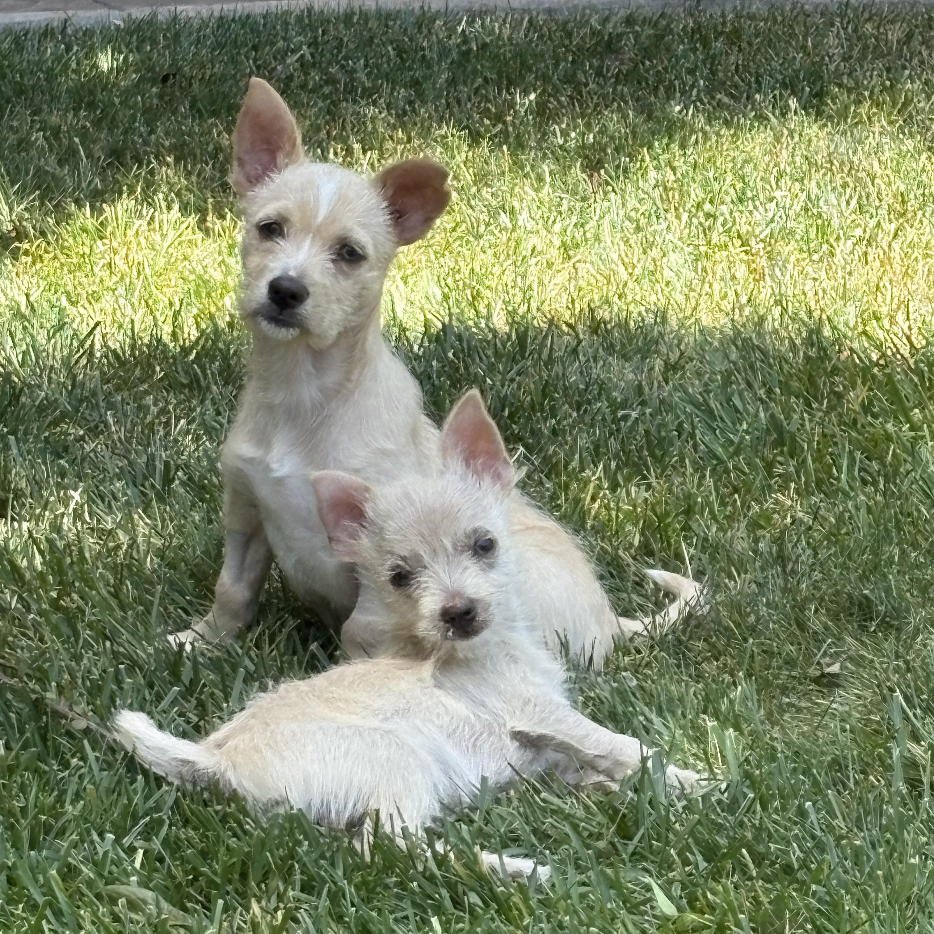 Tiny Tim thumbnail 6