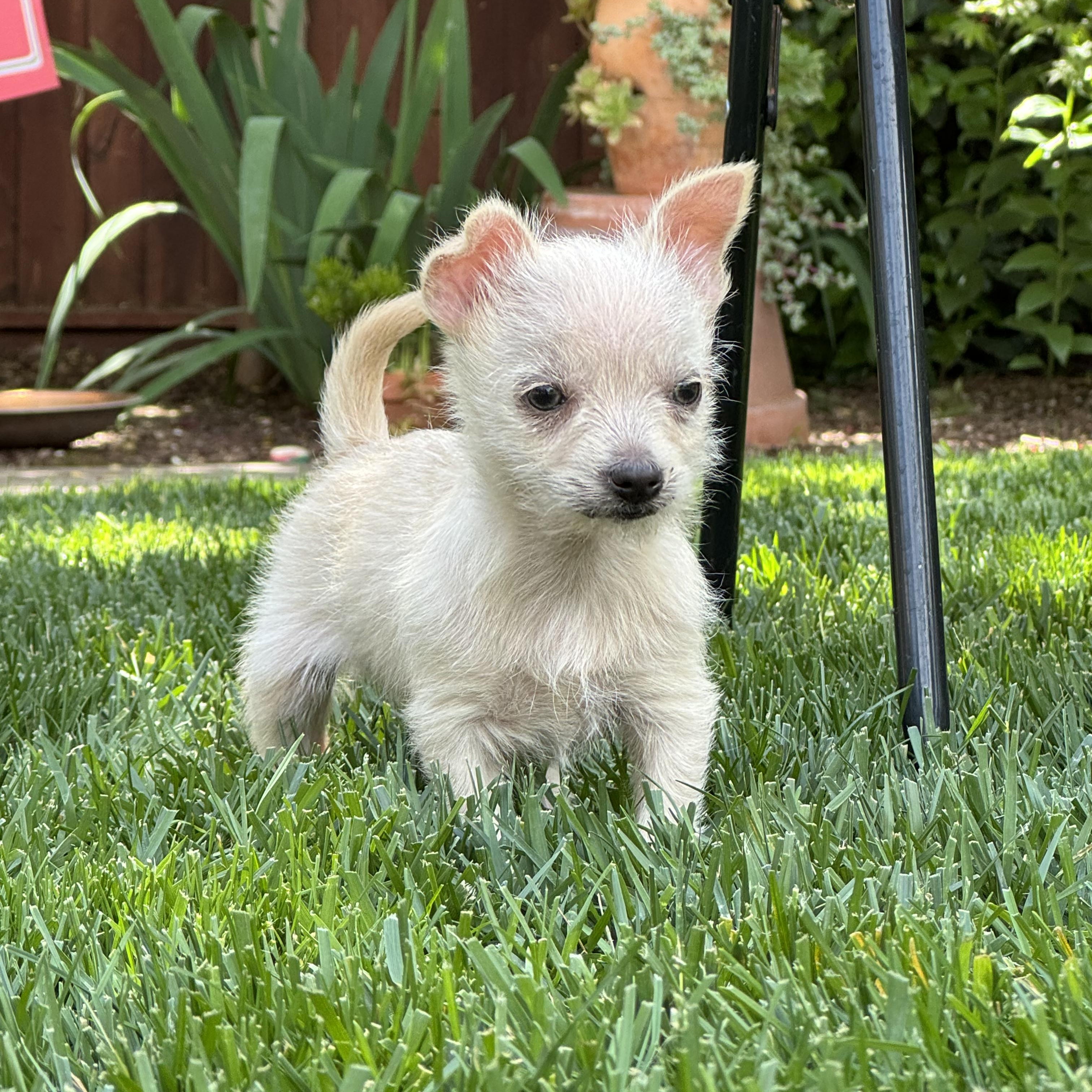 Tiny Tim thumbnail 4