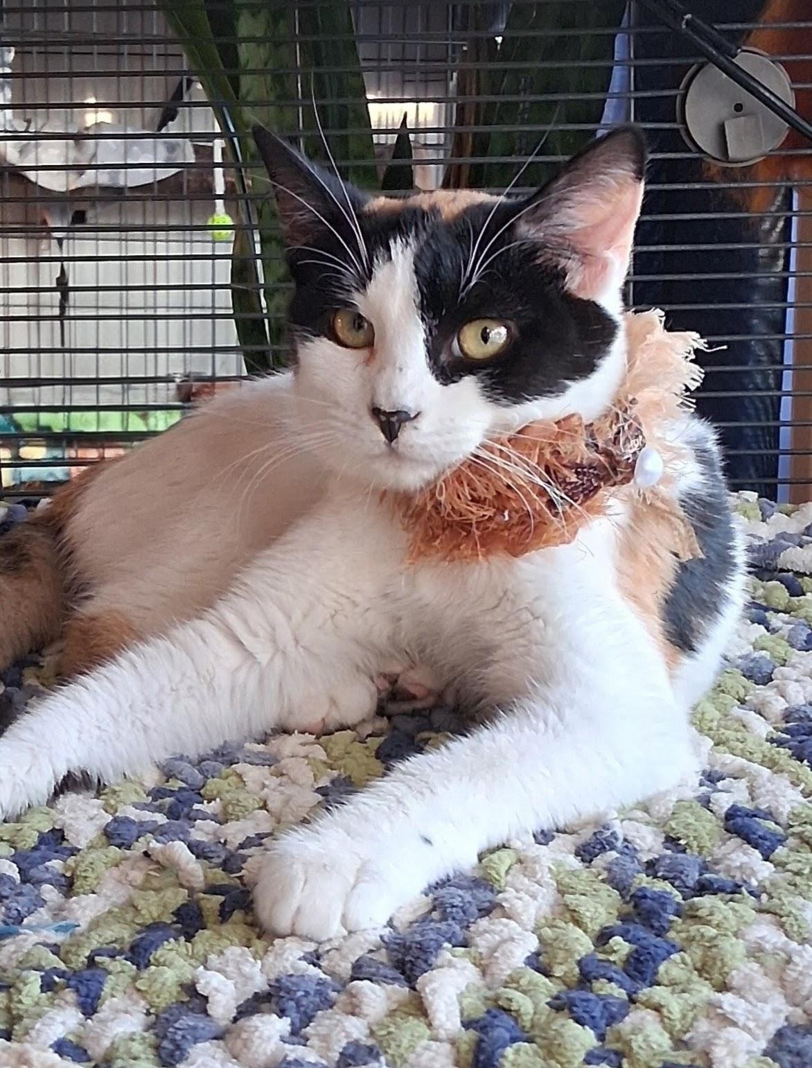 Dayla, a ADOPTABLE Calico in Santa Cruz, CA image 5/6