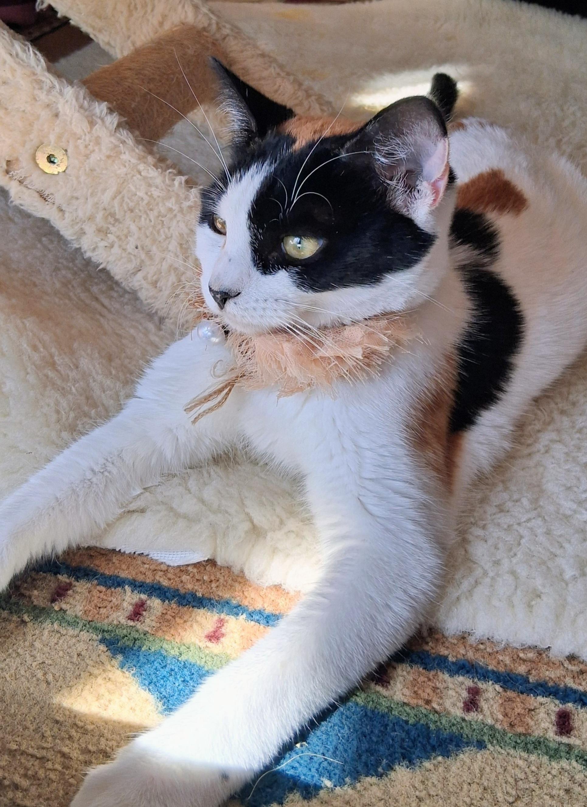 Dayla, a ADOPTABLE Calico in Santa Cruz, CA image 3/6