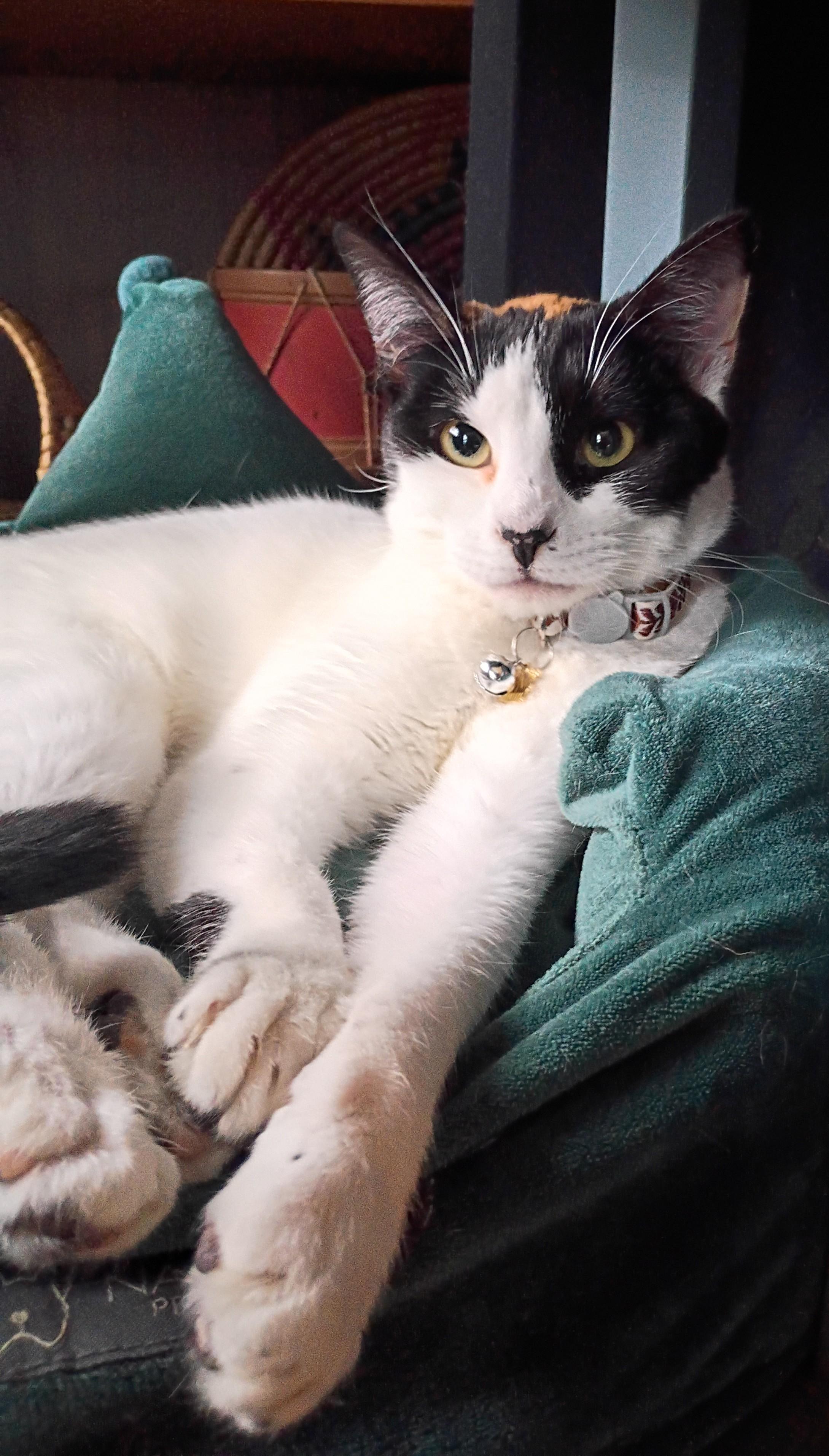 Dayla, a ADOPTABLE Calico in Santa Cruz, CA image 2/6