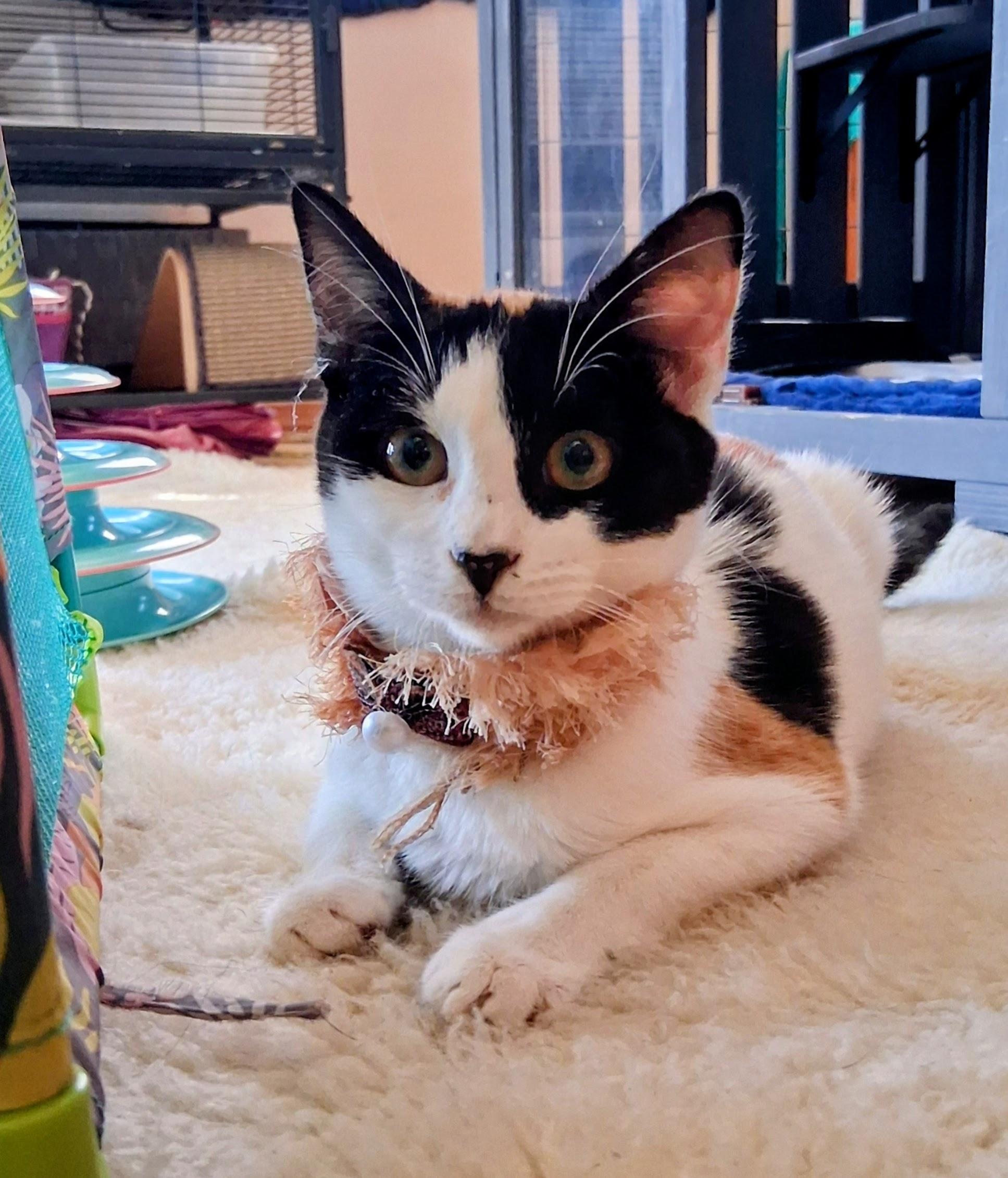 Dayla, a ADOPTABLE Calico in Santa Cruz, CA image 6/6