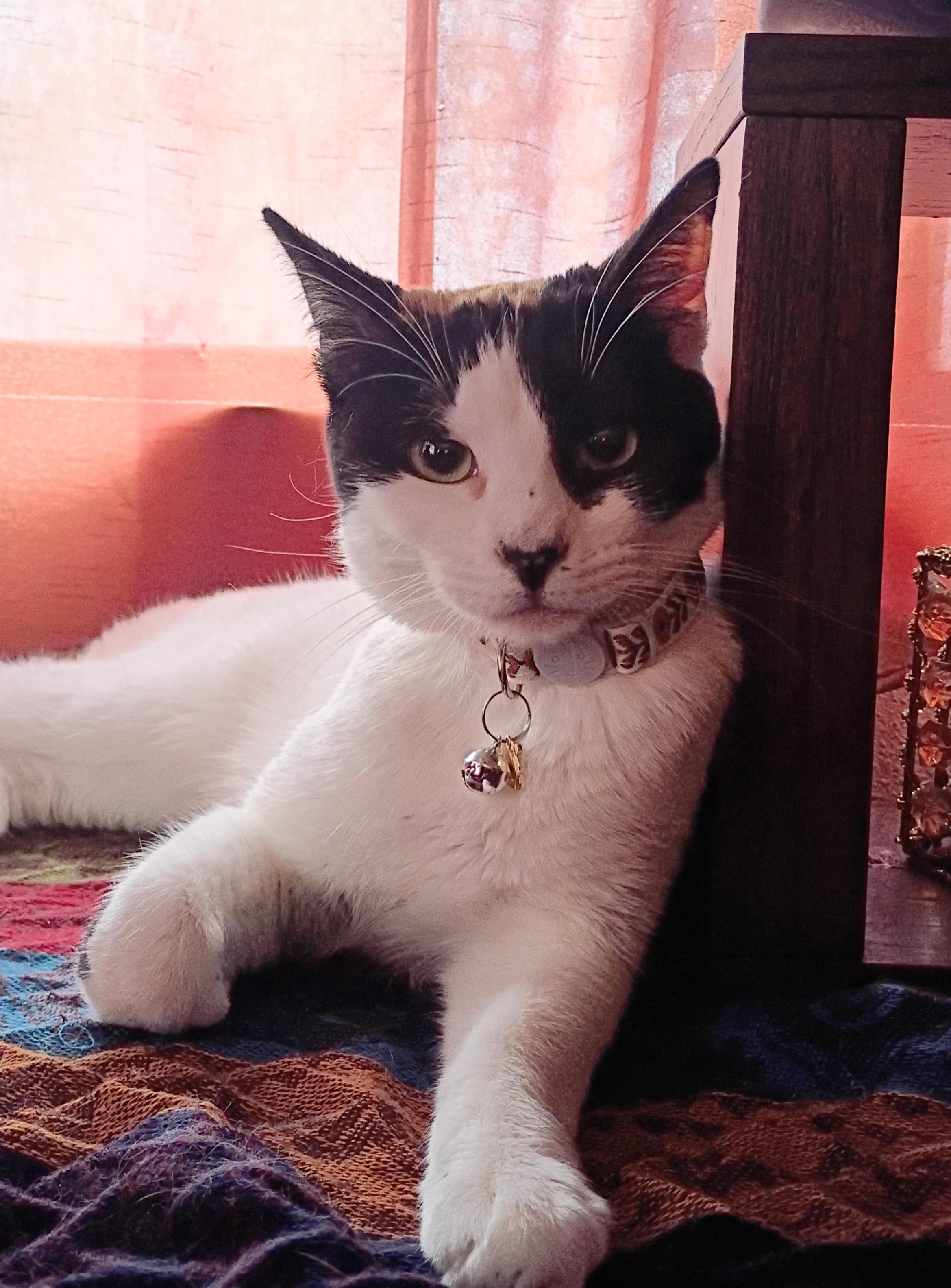 Dayla, a ADOPTABLE Calico in Santa Cruz, CA image 4/6