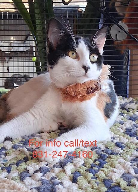 Dayla, a ADOPTABLE Calico in Santa Cruz, CA image 1/6