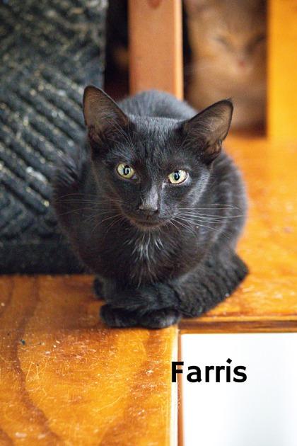 Farris, Adoptable, Kitten Male Domestic Short Hair & Domestic Short Hair.