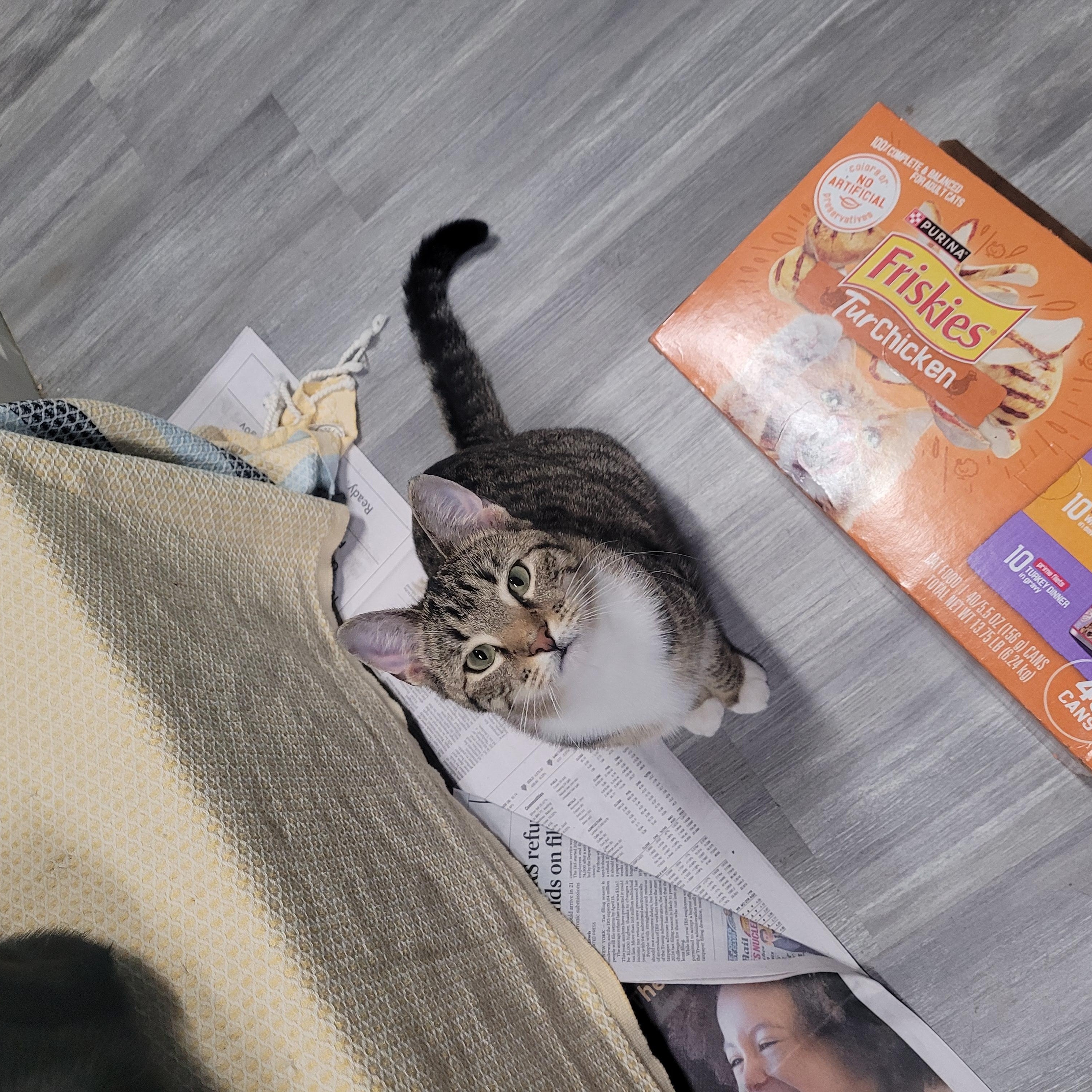 Whitney, a ADOPTABLE Domestic Short Hair in Norfolk, VA image 3/6