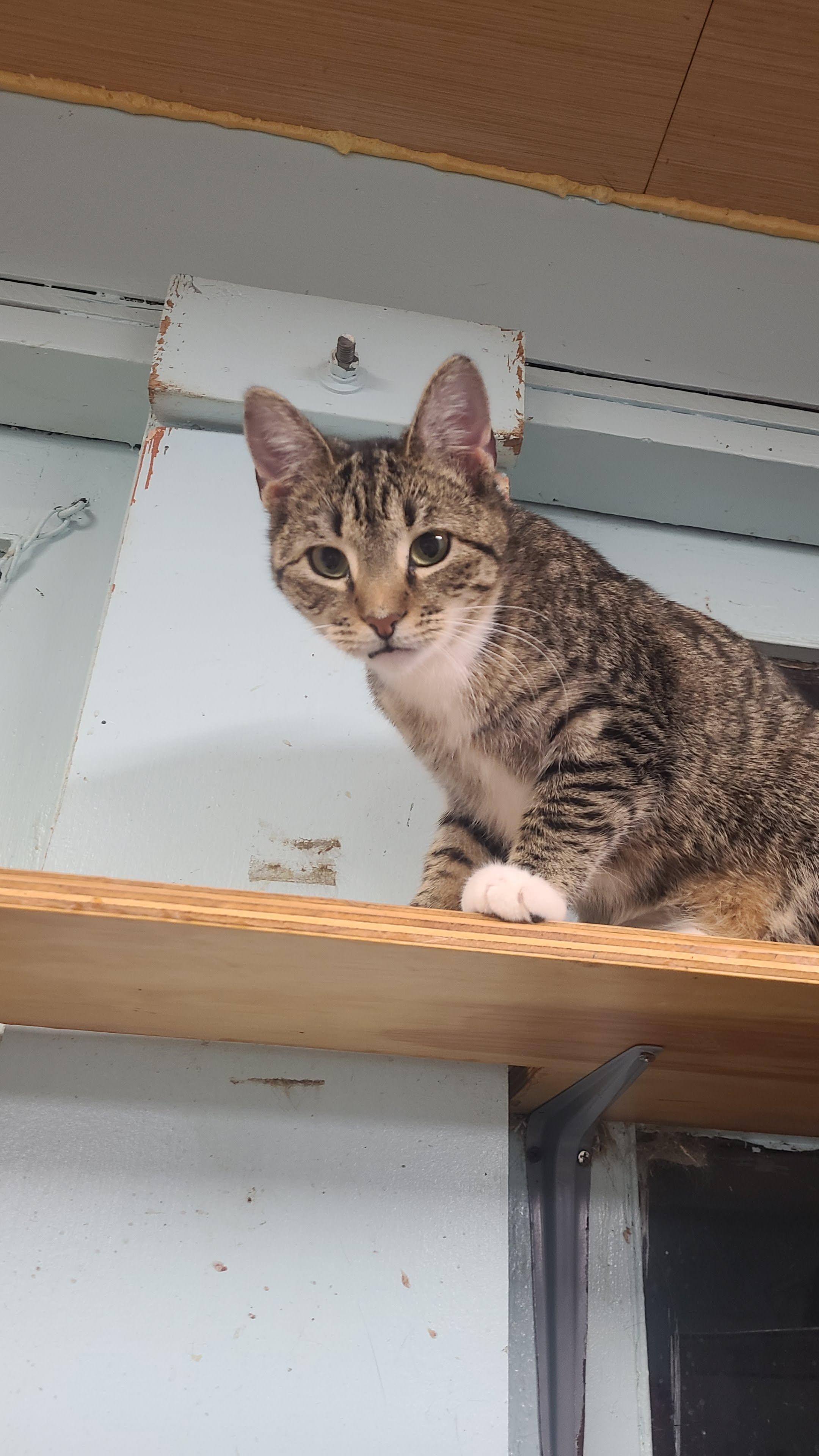 Whitney, a ADOPTABLE Domestic Short Hair in Norfolk, VA image 1/6