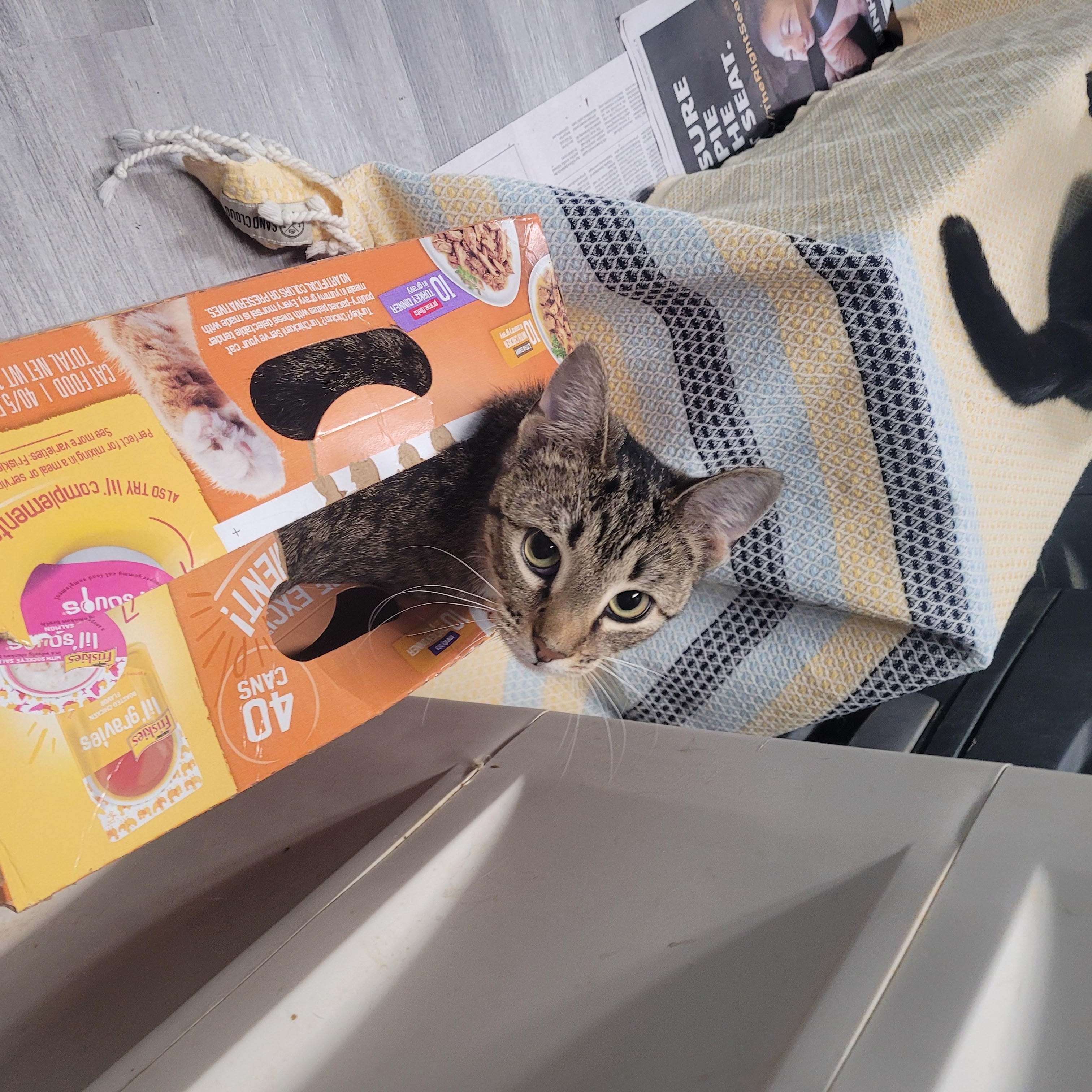 Whitney, a ADOPTABLE Domestic Short Hair in Norfolk, VA image 6/6