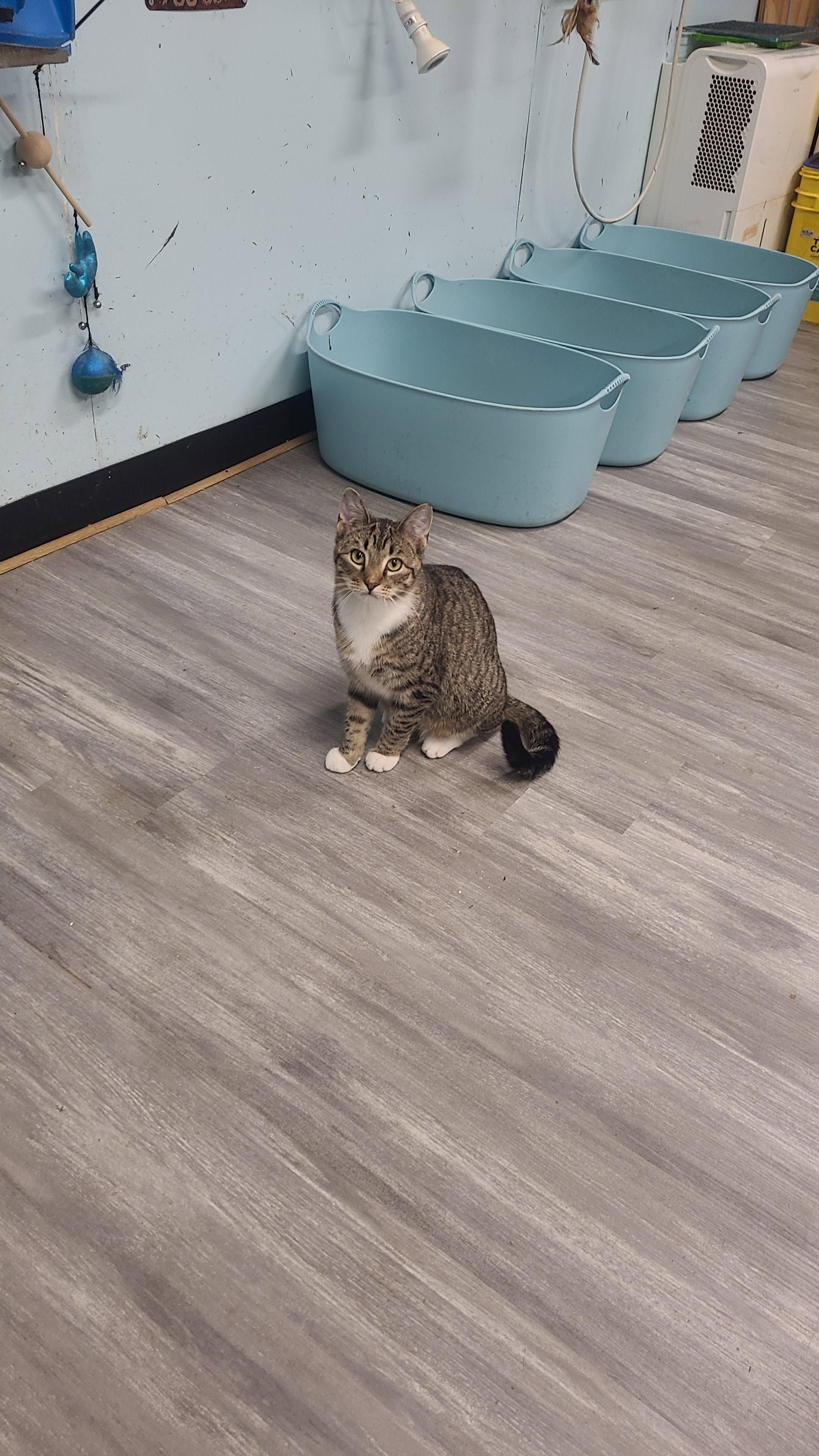Whitney, a ADOPTABLE Domestic Short Hair in Norfolk, VA image 4/6