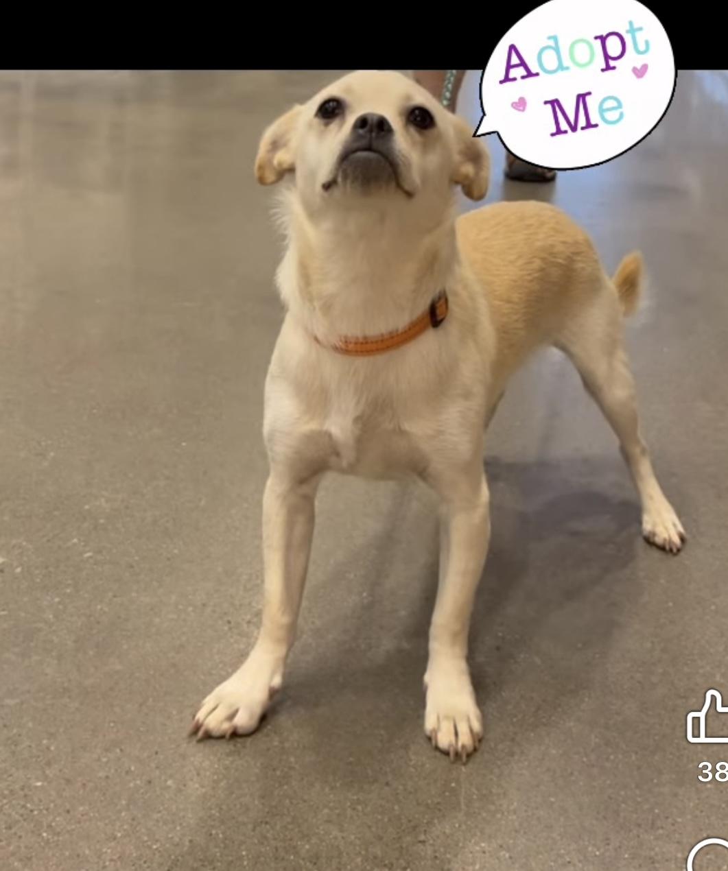 Enzo, Adoptable, Young Male Chihuahua.