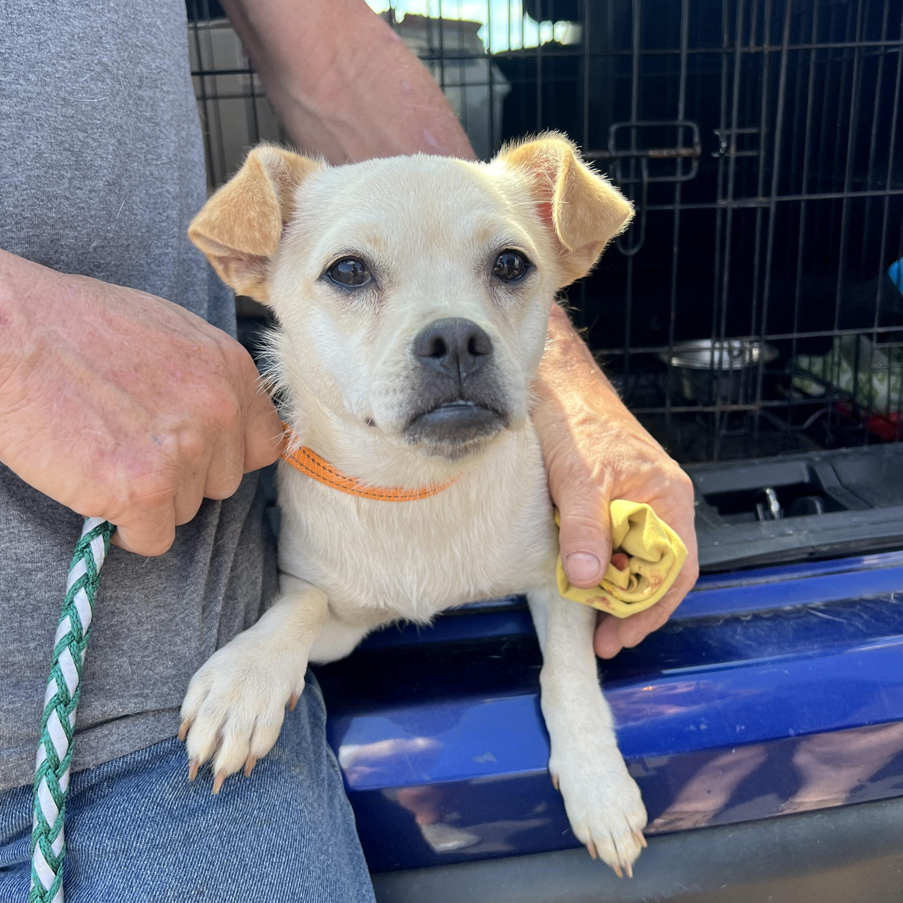 Enzo, a Adoptable mixed breed in Woodlawn, TN image 2/5