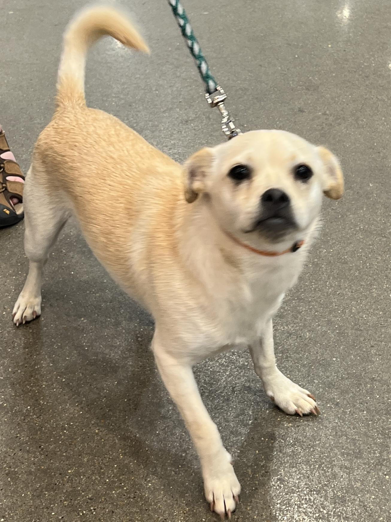 Enzo, a Adoptable mixed breed in Woodlawn, TN image 4/5