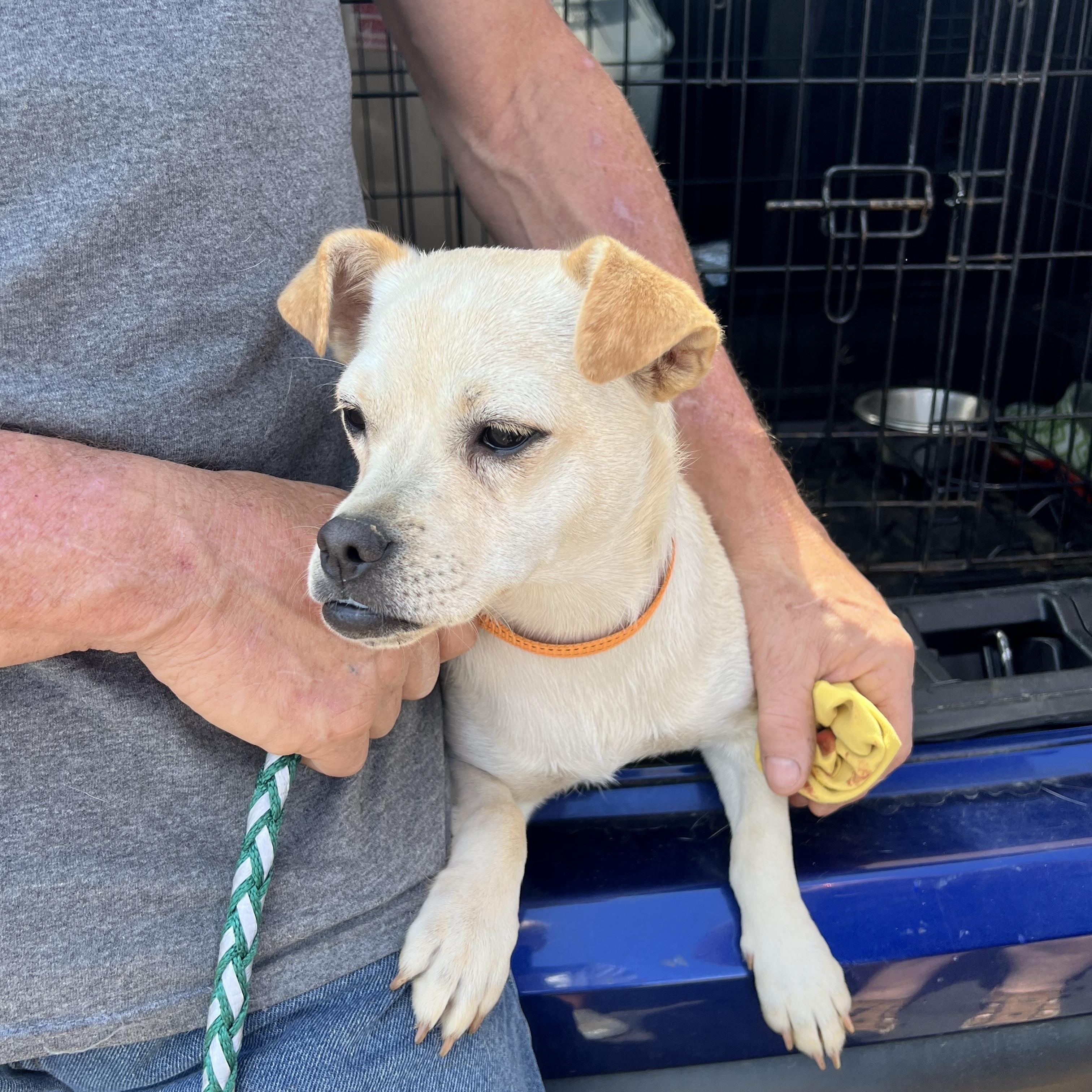 Enzo, a Adoptable mixed breed in Woodlawn, TN image 3/5