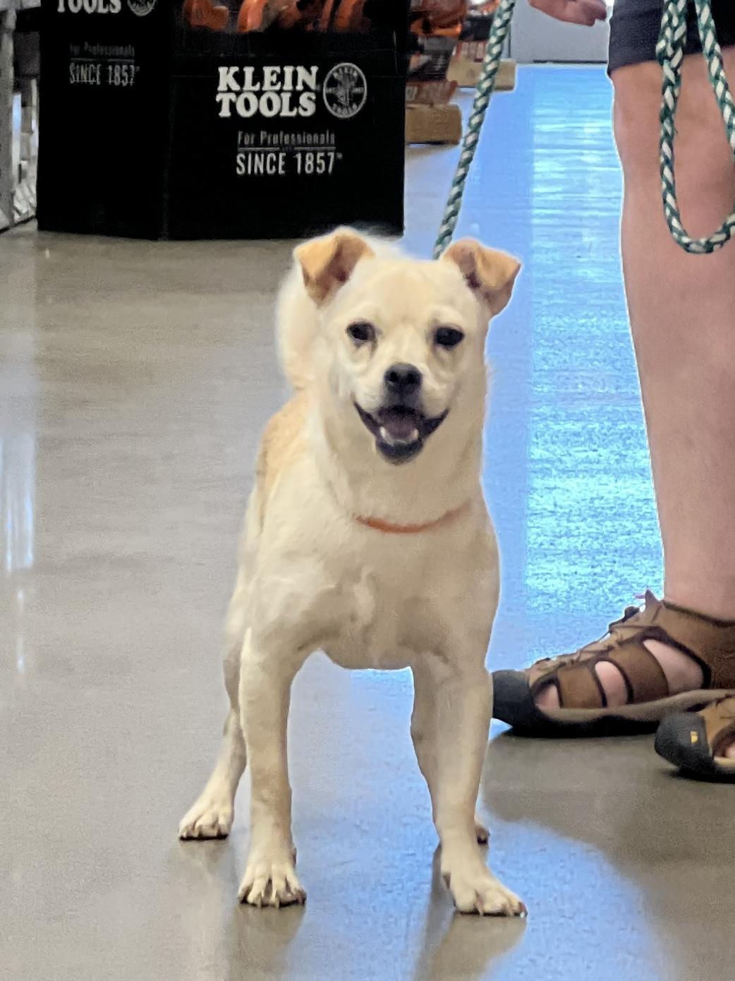 Enzo, a Adoptable mixed breed in Woodlawn, TN image 5/5