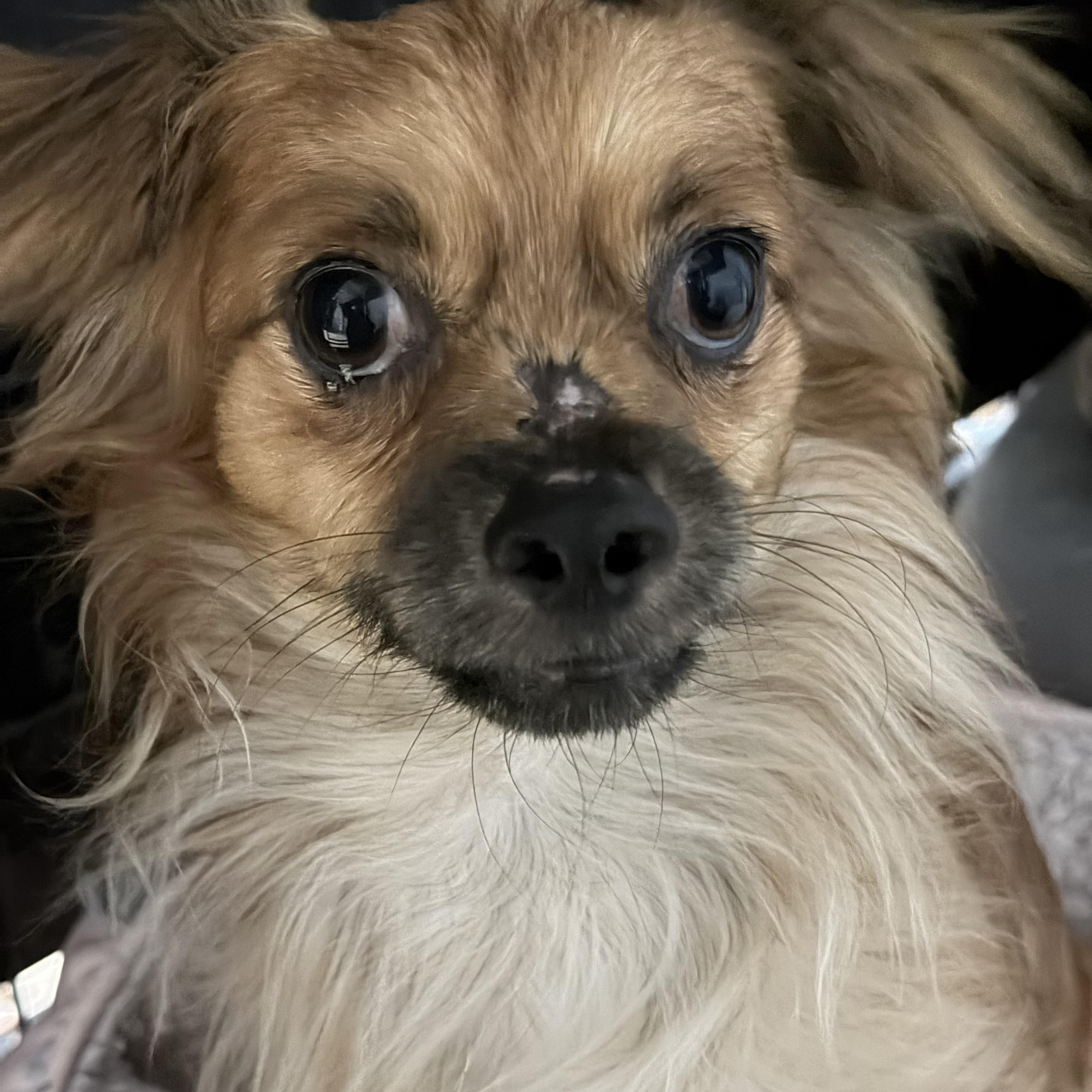 Enlarge Benji, a Adoptable mixed breed in Sugar Grove, IL image 3/3