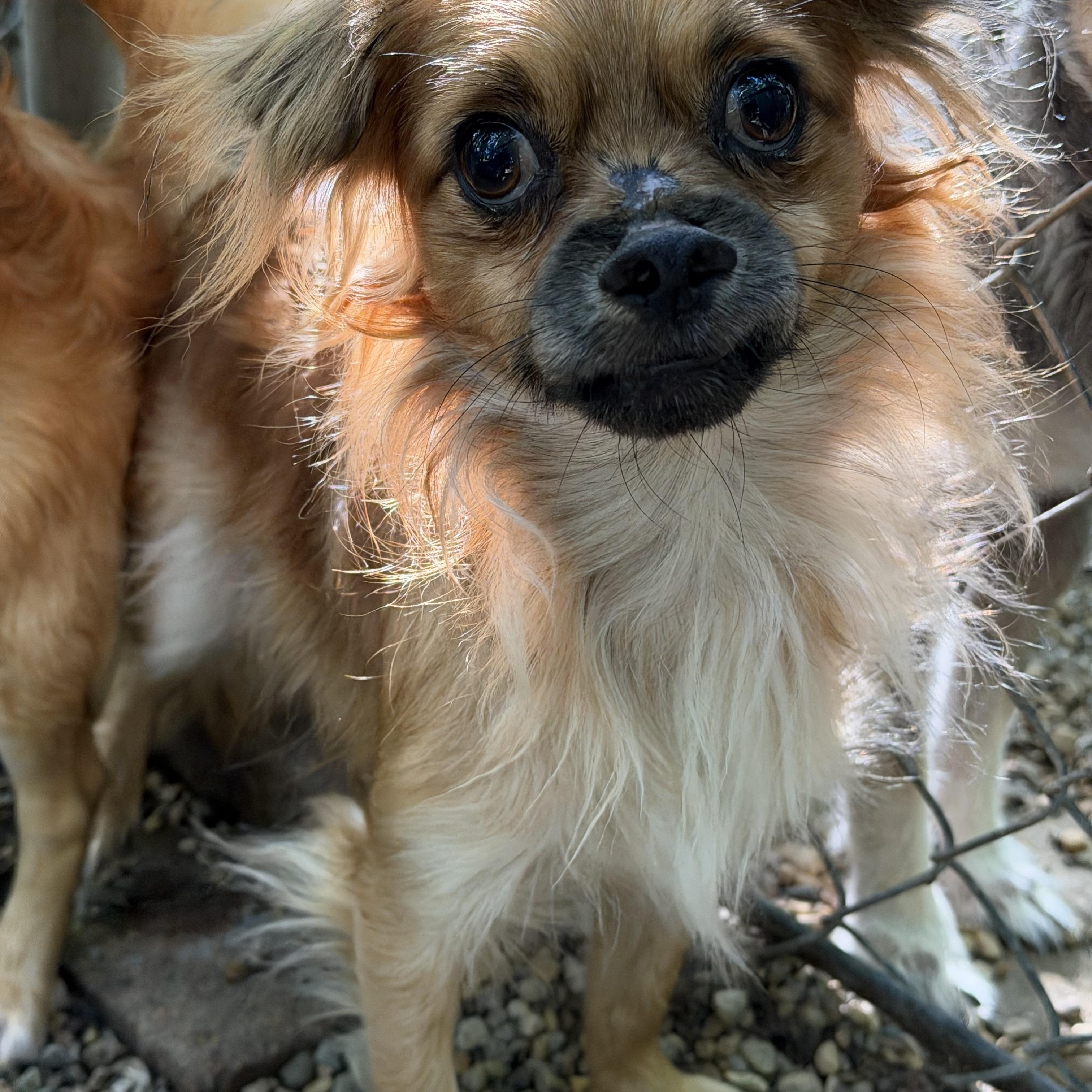 Enlarge Benji, a Adoptable mixed breed in Sugar Grove, IL image 1/3