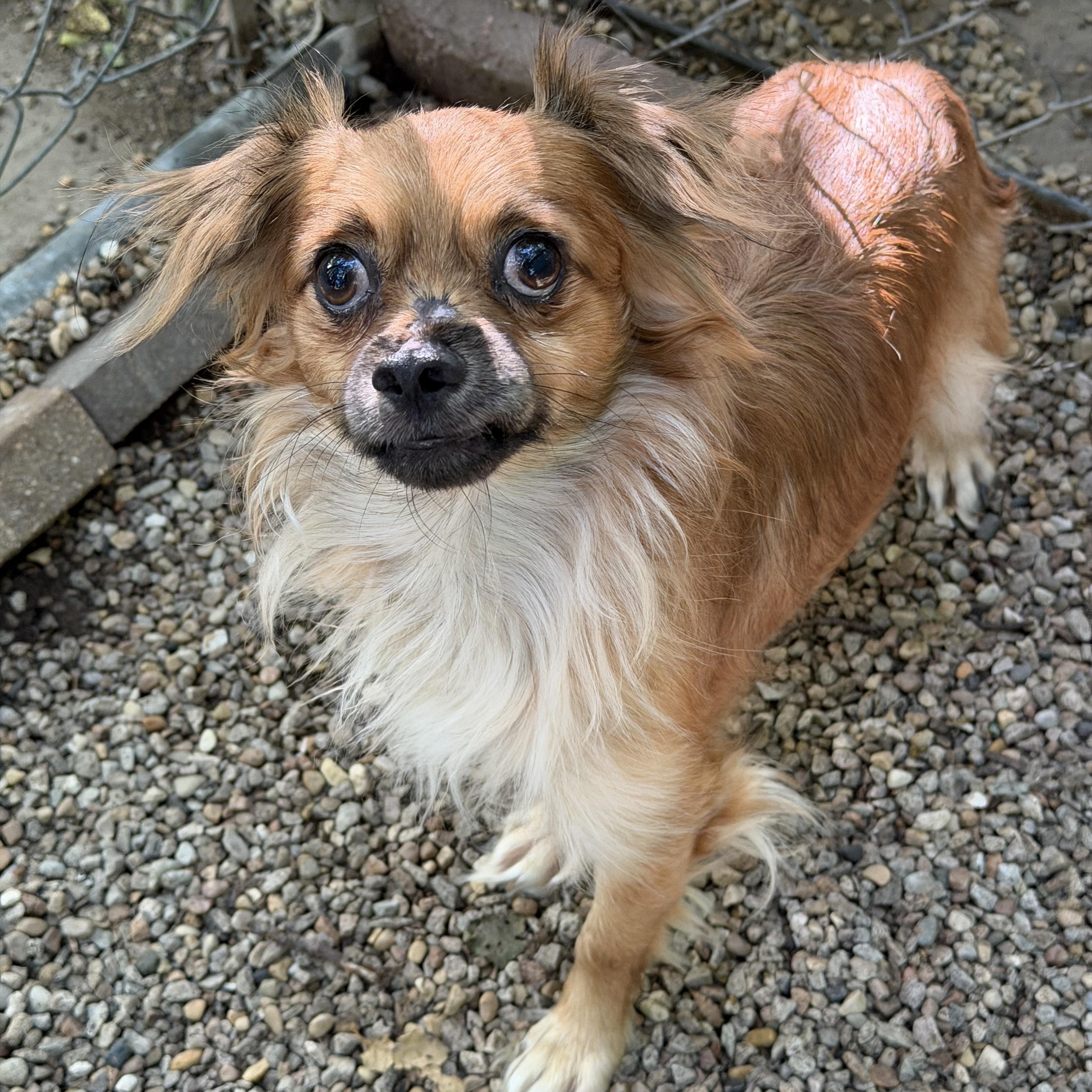 Enlarge Benji, a Adoptable mixed breed in Sugar Grove, IL image 2/3