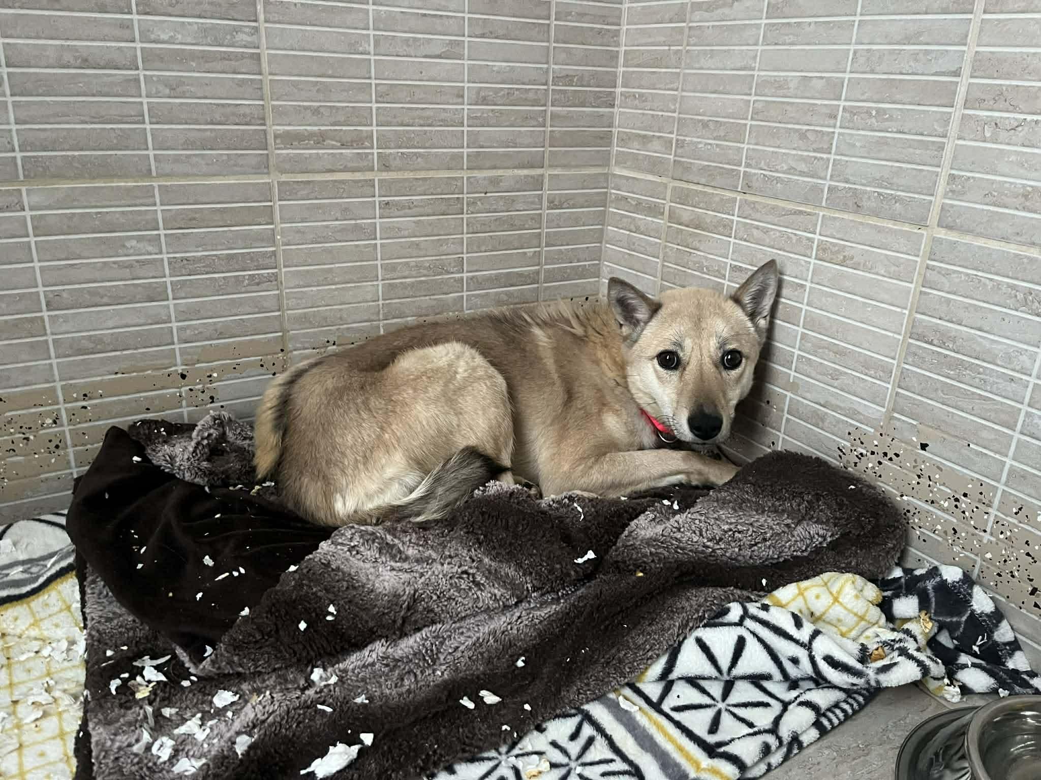 Molly, adopted, Young Female Jindo.