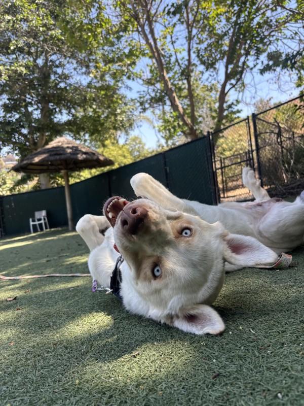 Duke, Adoptable, Adult Male Shepherd.