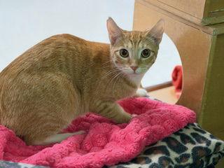 Kiana, Adoptable, Young Female Domestic Short Hair.