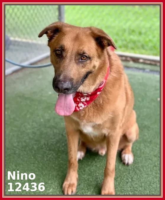 NINO