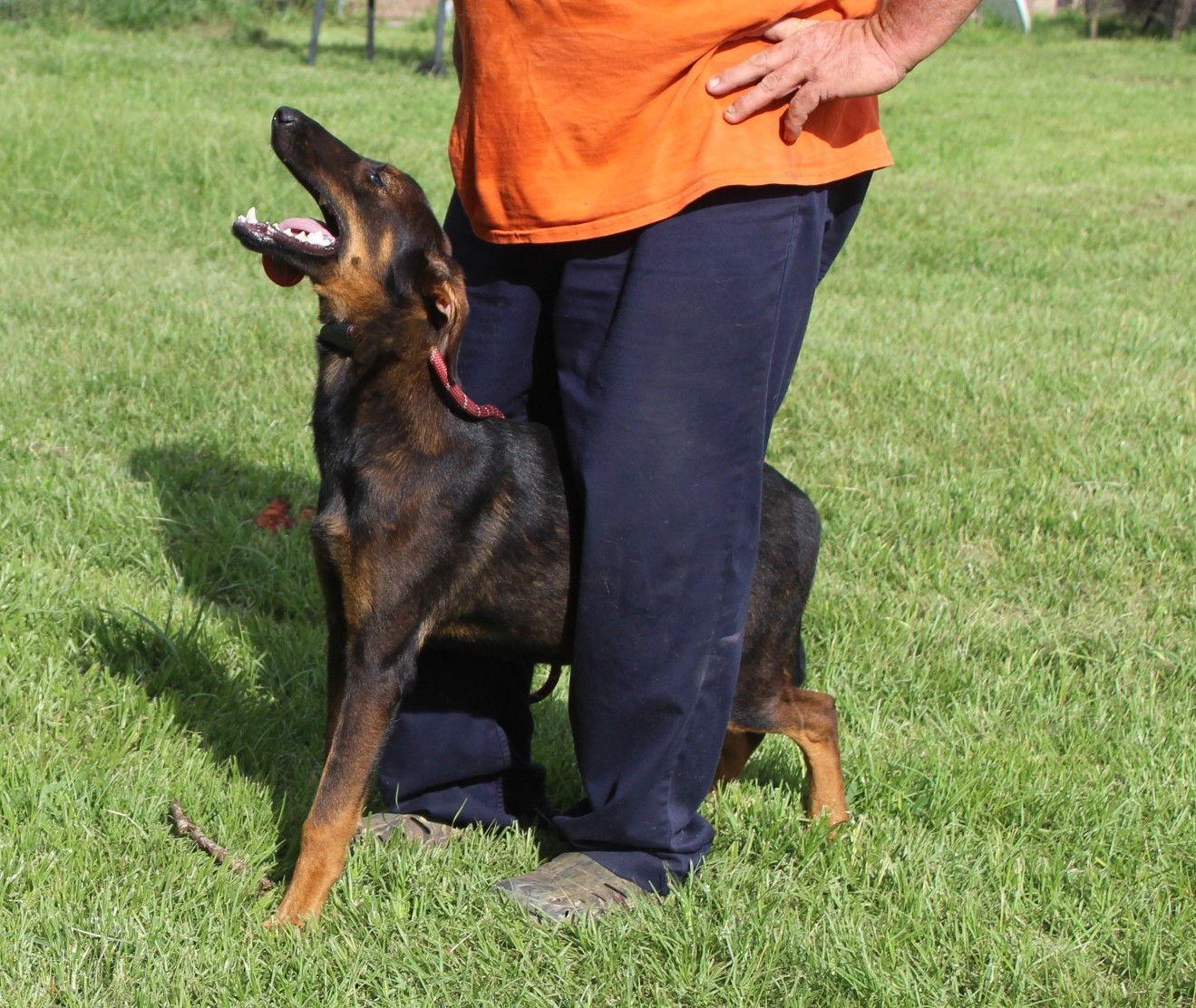 Jemma-6months Spay Contract Required $150, Adoptable, Puppy Female German Shepherd Dog & Doberman Pinscher.