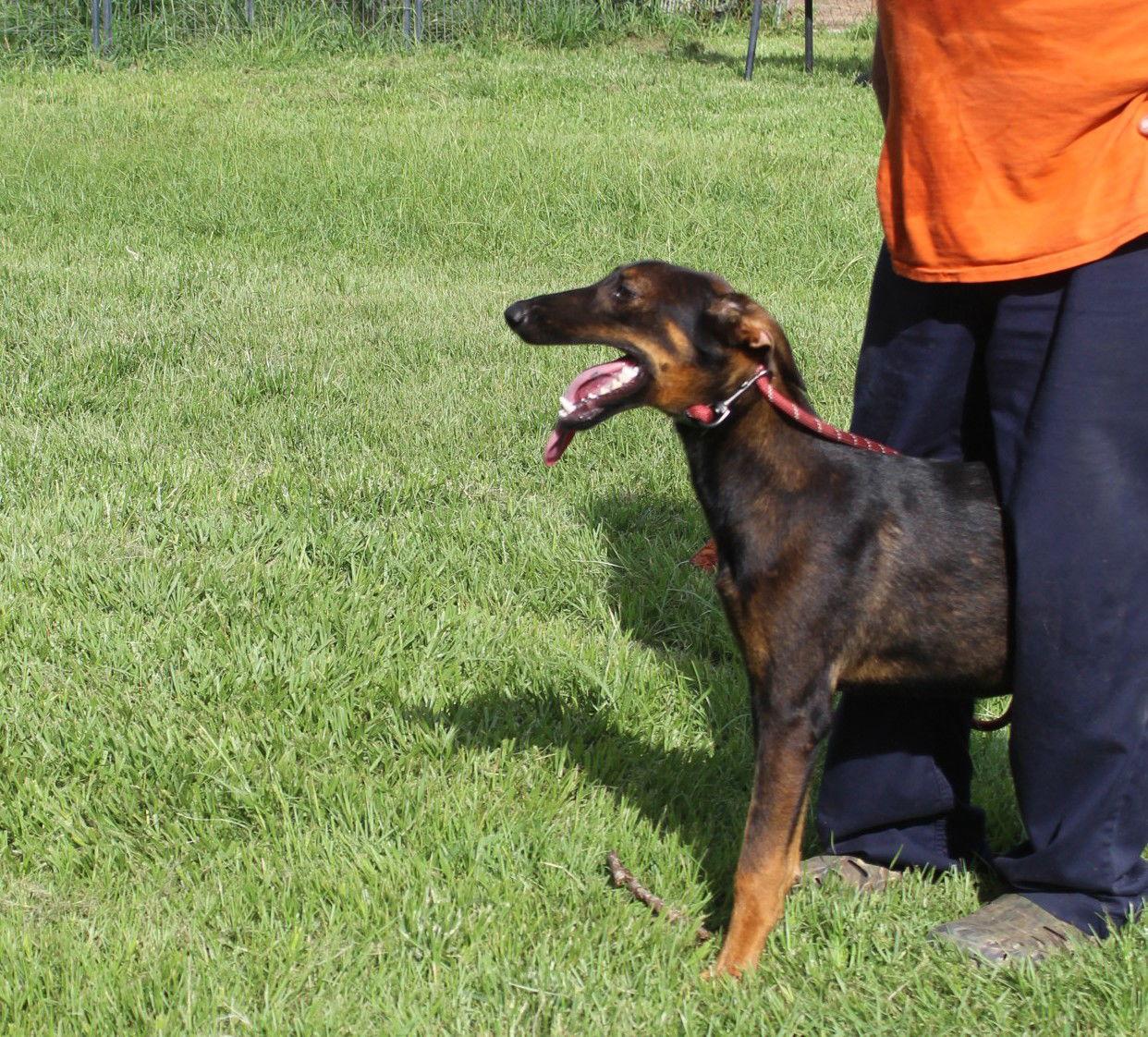 Enlarge Jemma-6months Spay Contract Required $150, a Adoptable mixed breed in Holly Hill, SC image 2/3