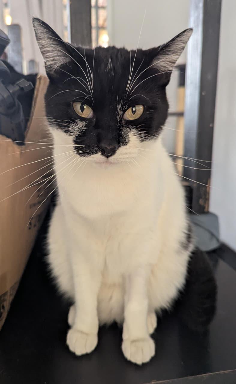 fergie, Adoptable, Adult Female Domestic Short Hair.