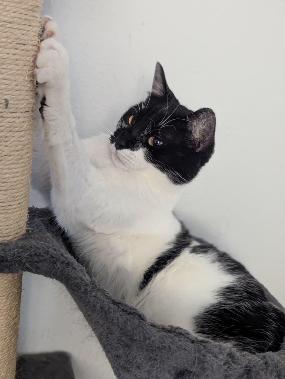 Enlarge fergie, a Adoptable Domestic Short Hair in Tijuana, BCN image 2/3