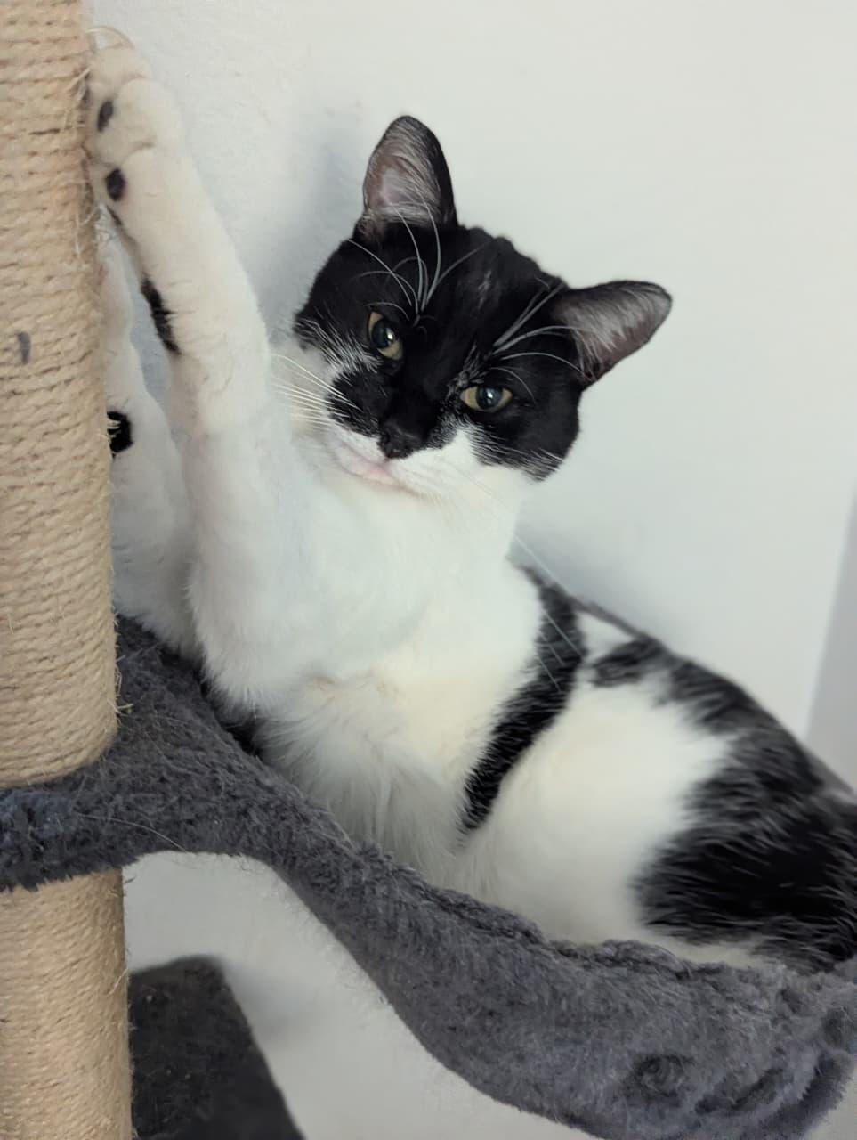 Enlarge fergie, a Adoptable Domestic Short Hair in Tijuana, BCN image 3/3