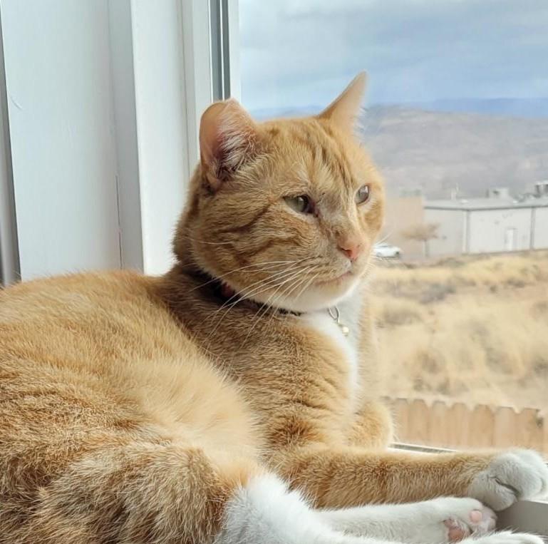 Enlarge Nala, an adoptable mixed breed in Las Cruces, NM image 1/6