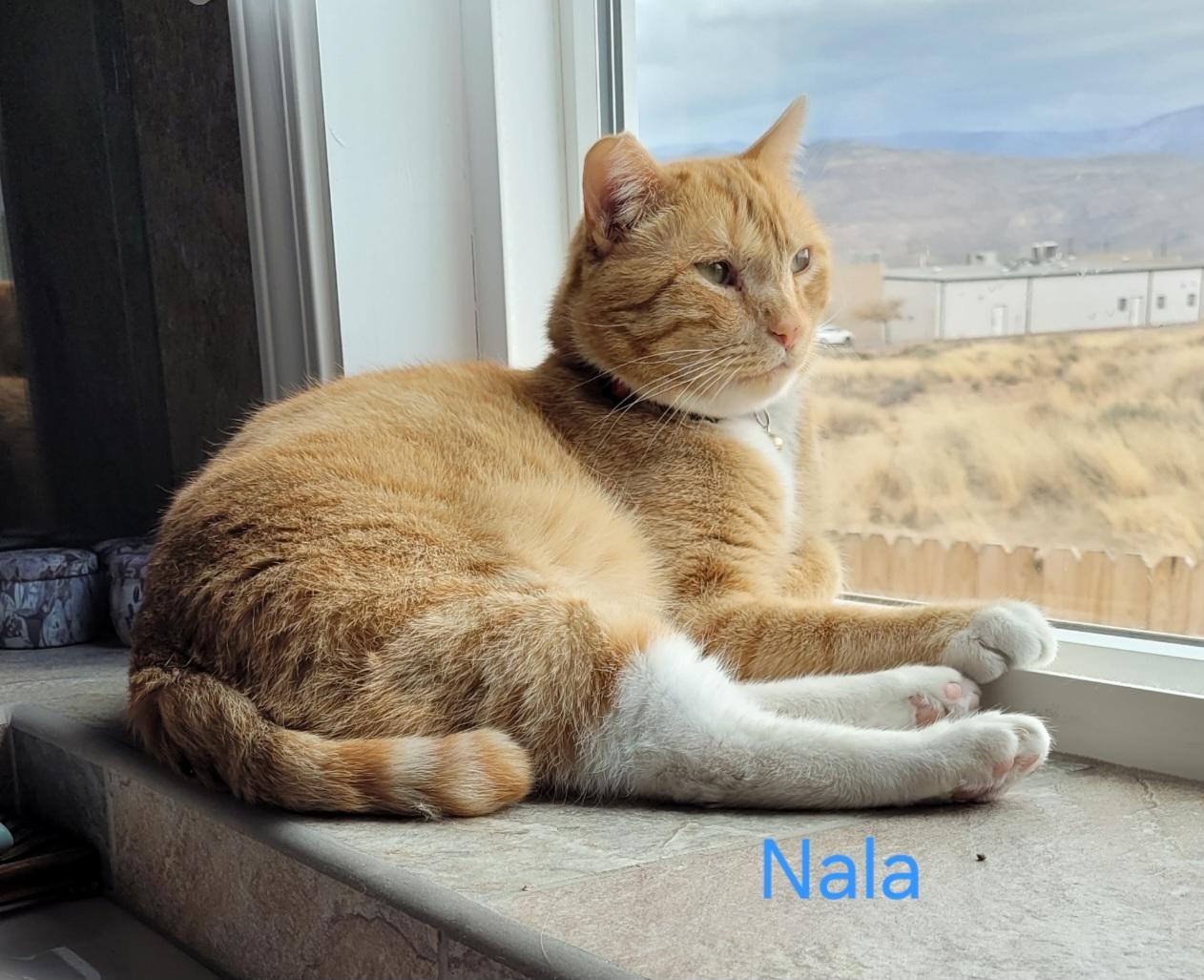 Enlarge Nala, an adoptable mixed breed in Las Cruces, NM image 3/6