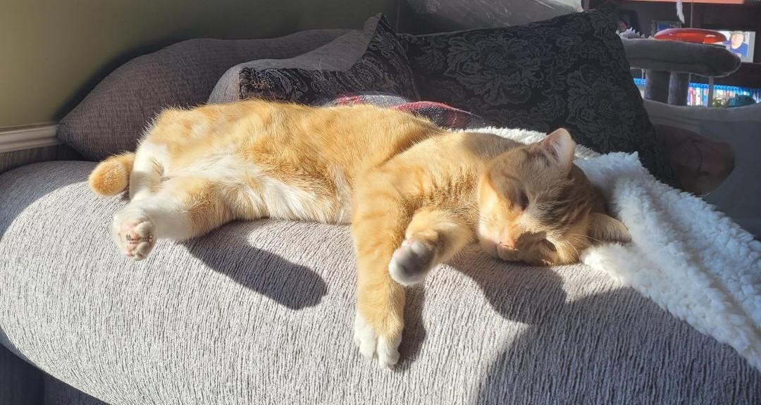 Enlarge Nala, an adoptable mixed breed in Las Cruces, NM image 2/6