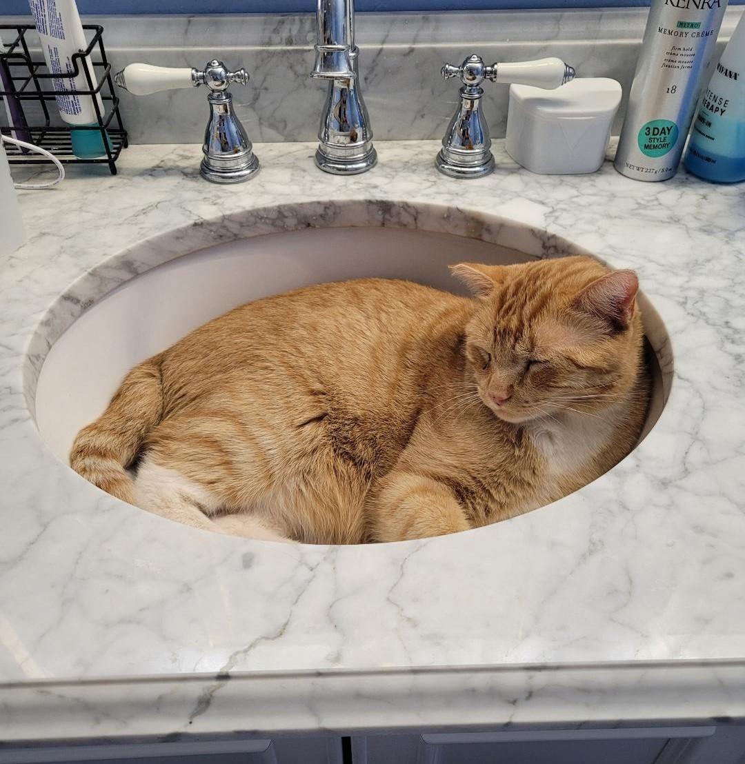 Enlarge Nala, an adoptable mixed breed in Las Cruces, NM image 4/6