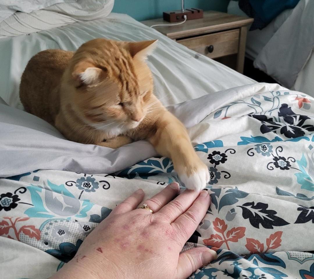 Enlarge Nala, an adoptable mixed breed in Las Cruces, NM image 5/6