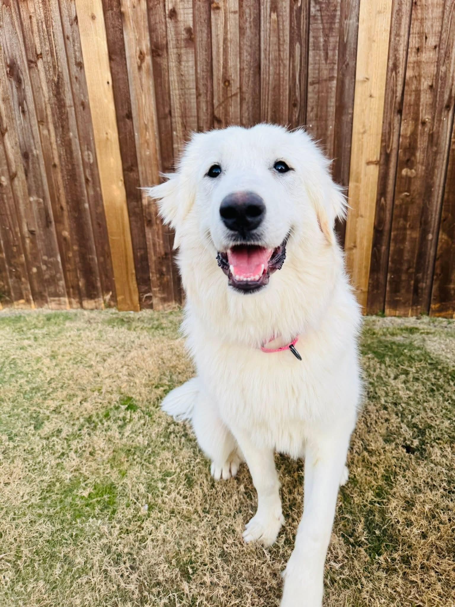 Annie, adoptable, Adult Female Great Pyrenees.