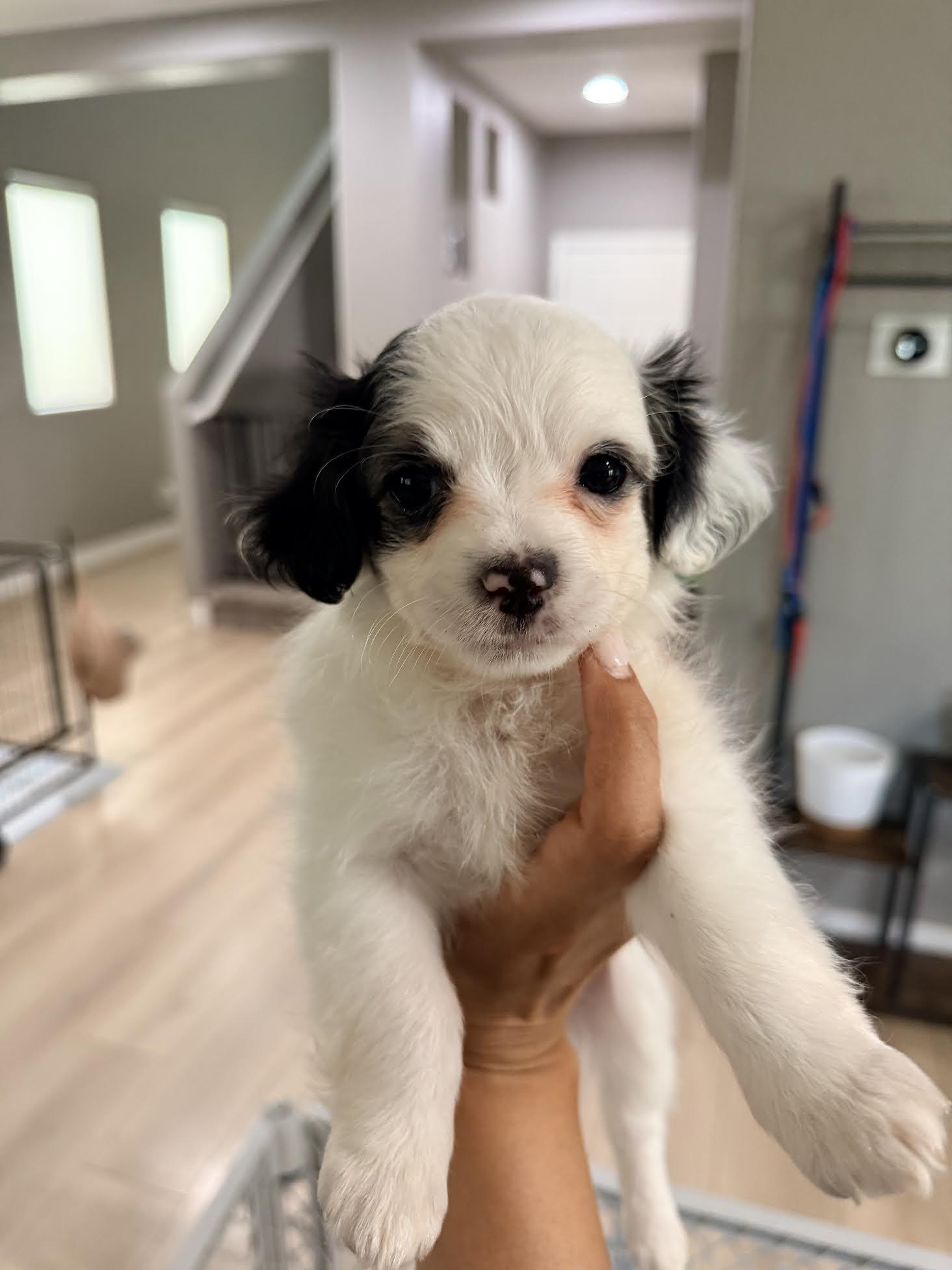 Pippa, adopted, Puppy Female Shih Tzu & Havanese.