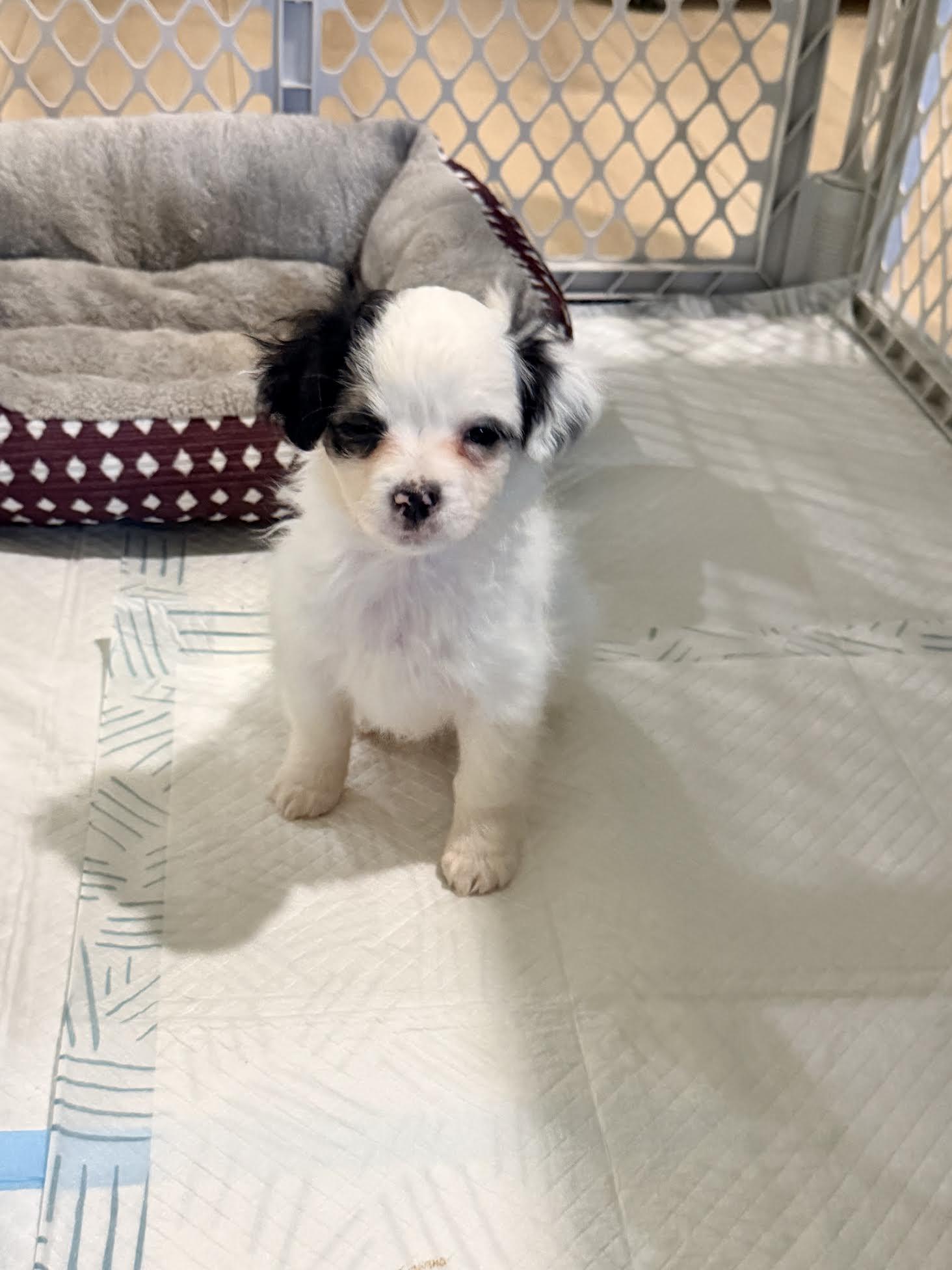 Enlarge Pippa, an adopted mixed breed in Las Vegas, NV image 3/3